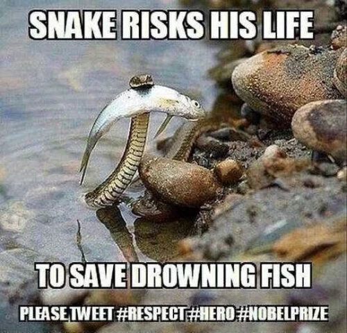 snake risks his life